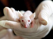 Кошки-мышки: Вирусолог призвал смириться с COVID-19 у животных