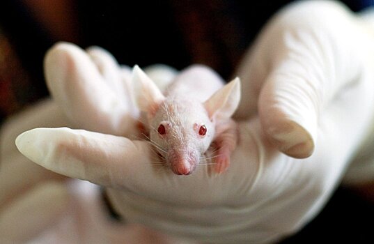 Кошки-мышки: Вирусолог призвал смириться с COVID-19 у животных