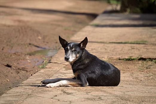 Александр Бастрыкин потребовал отчёт по делу о стаях бездомных собак в Кузбассе