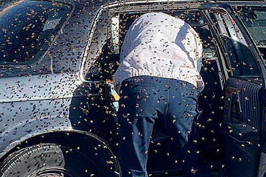 15 тысяч пчел залетели в припаркованный у магазина автомобиль