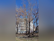 Жители Ленинского района пожаловались на опасные тополя около дома