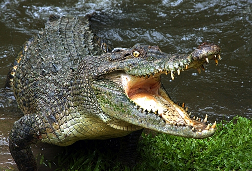 Крокодила-людоеда заметили в Испании