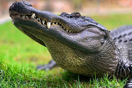 Мужчина поселил аллигатора во дворе и разрешил детям купаться с ним