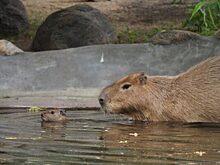 Цены на капибар в России бьют рекорды