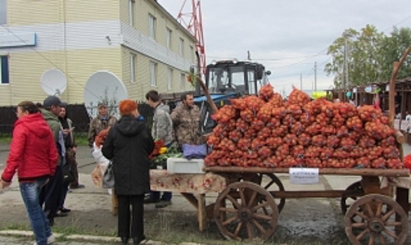 В Шурышкарском районе выкопали первую партию картофеля