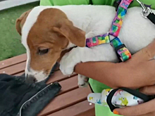 В Республике Хакасия сотрудники полиции помогли хозяевам найти потерявшуюся собаку