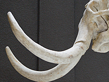 В Госдуме займутся проблемами незаконной добычи мамонтовой кости