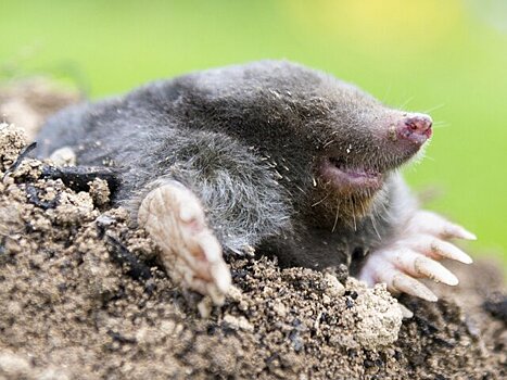 Садовод Воронова назвала методы защиты от слизней и кротов перед дачным сезоном – 2026