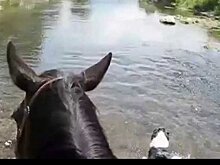 В Башкирии мужчина погиб, спасая жеребенка