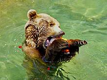 Медведь поймал рыбу на завтрак и попал на видео