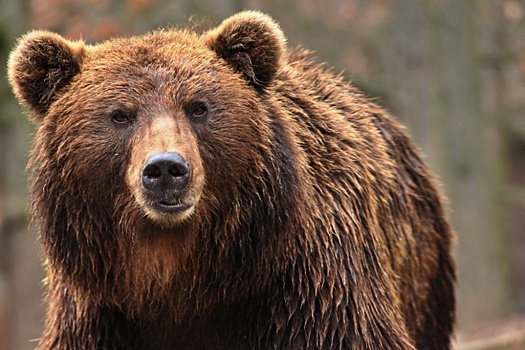 В Новосибирске спасли руку томичке, выжившей после нападения медведя