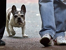 Самолет Air Canada прервал рейс из-за собаки