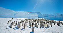 Новый континент на горизонте: 200 лет назад открыли Антарктиду (Videnskab, Дания)