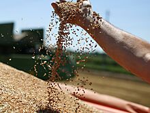 Минсельхоз: Россия сохранит первое место по экспорту пшеницы