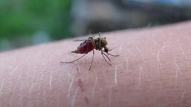 Эксперт назвал эффективные средства против комаров