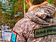 Лесоохране Ленобласти расширили полномочия