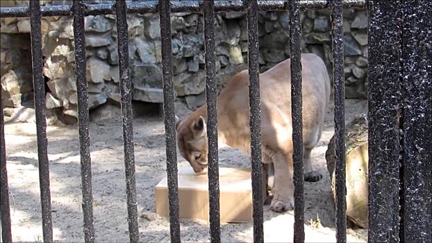 Ленивая пума отказалась от коробки мяса в новосибирском зоопарке