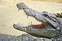 Крокодил напал на ведущую в прямом эфире