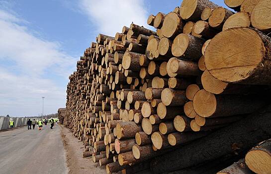 В России кончилась древесина