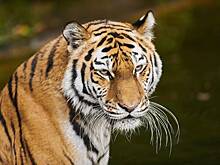 Пастух отбился от тигра палками