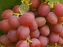 О пяти самых вкусных сортах винограда, рассказал фермер из Волгограда