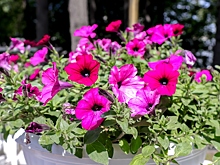 Взошла и упала: почему петуния ложится в первый же день и как это исправить