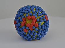 Скрытые вирусы изменяют реакцию организма на вакцины и патогены