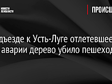 На подъезде к Усть-Луге отлетевшее после аварии дерево убило пешехода
