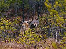 Охотназдор назвал количество волков в районах Кировской области