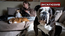 Кинолог Уражевский посоветовал прививать собак от аденовируса