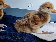 В амурском заповеднике вылупились семь птенцов редкого японского журавля