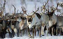 В Якутии заключили первый фьючерсный контракт на поставку оленьих пантов