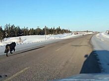 На дорогу перед машиной выскочил огромный волк, но автомобилист не сбавил скорость – впереди предстояла встреча еще с одним хищником