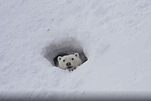 «Родильный дом» белых медведей в российском заповеднике сняли на видео с дрона
