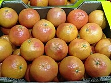 Опасная муха подпортила 21 тонну грейпфрутов: груз задержали в порту Новороссийска