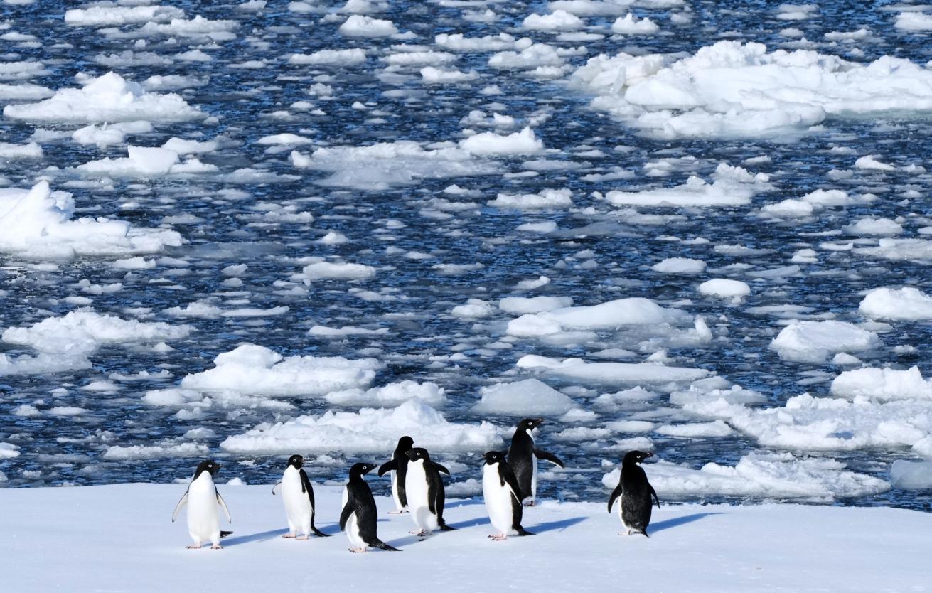 Орнитолог Мизин: пингвины засыпают до 10 тыс. раз в сутки