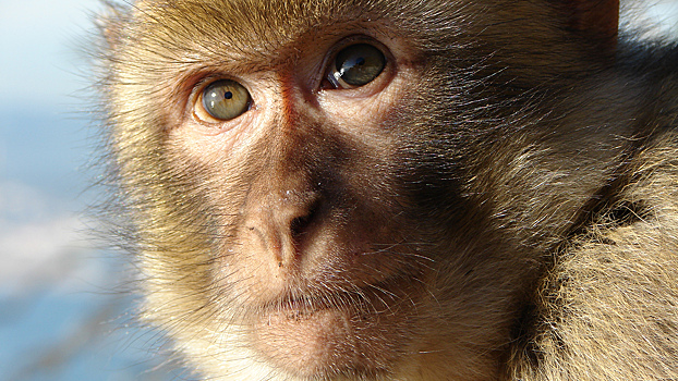 Видео: в ветклинике накормили обезьяну колбасой, чтобы она не нервничала во время сдачи анализов