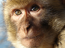 Видео: в ветклинике накормили обезьяну колбасой, чтобы она не нервничала во время сдачи анализов