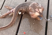 Рыбак поймал загадочное морское существо