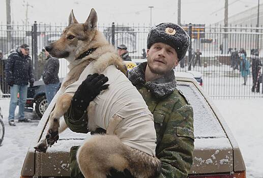 В России сняли сериал о послевоенной Чечне и волке на собачьих боях