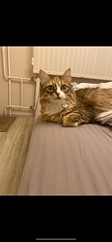 Объявлена награда: лающая рогатая кошка пропала в Кемерове