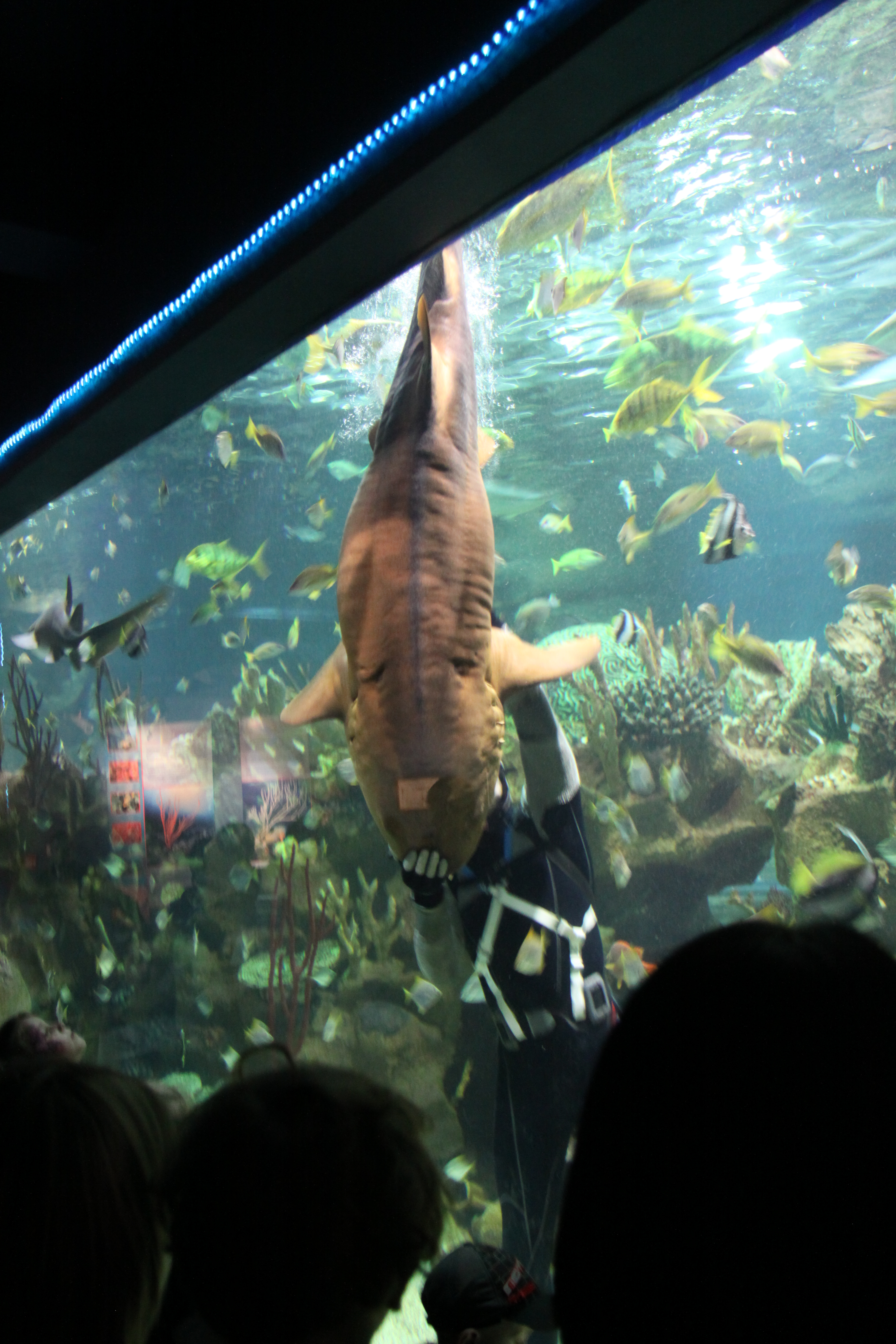 Океанариум, Санкт-Петербург, Российская Федерация