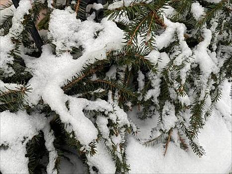 Жителей Ленобласти предупредили о сильном ветре и метели 11 января