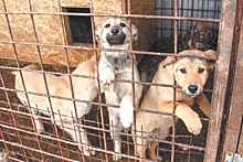 В Башкирии более 200 собак могут оказаться на улице из-за закрытия приюта