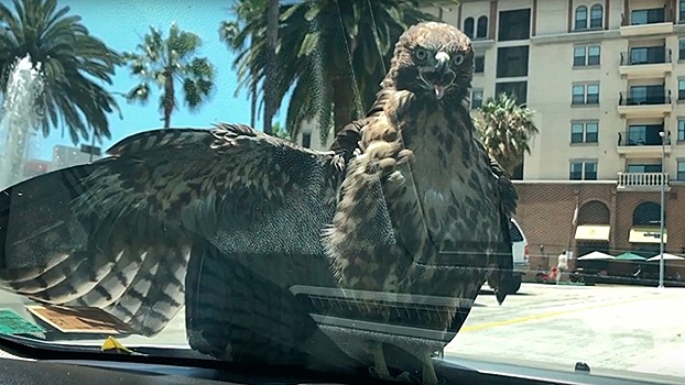 Ястреб-«заяц» бесплатно прокатился на капоте машины: видео