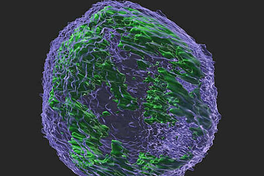 Live Science: уничтоженные при химиотерапии раковые клетки поглощаются иммунными