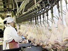 В Омской области нашли почти 500 килограммов бракованного мяса птицы