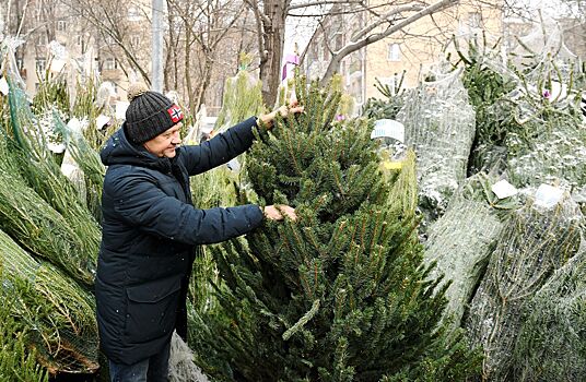 Праздник к нам приходит: новогодние ели резко подорожали