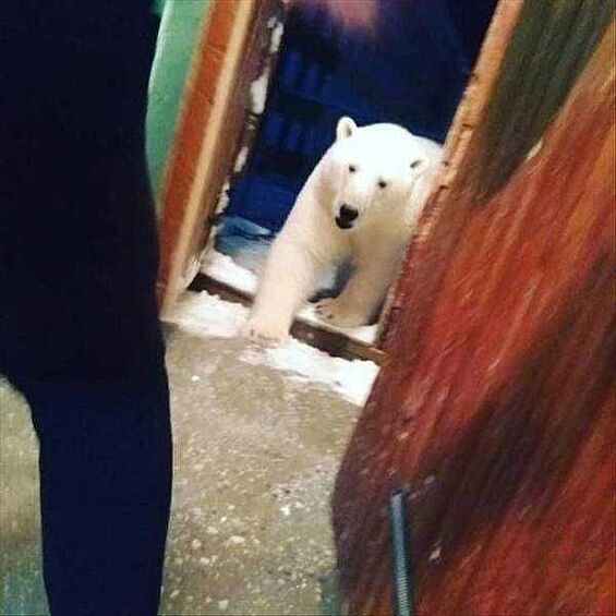 Когда незваный гость не в радость. Беги…  
