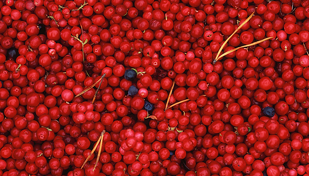 Россиянам грозит штраф за сбор ягод в приграничной с Финляндией зоне